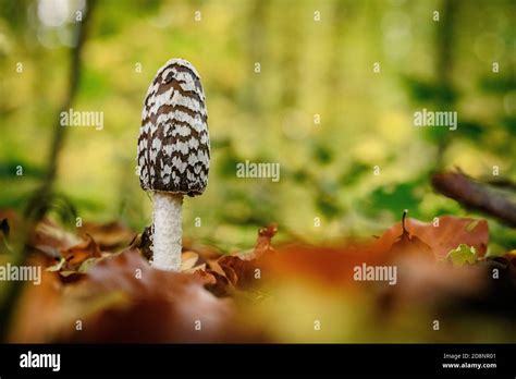 Mushrooms Growing In Soil Hi Res Stock Photography And Images Alamy