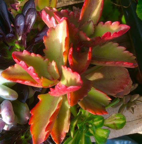 Cacti are intriguing plants that sometimes seem like they are from another world. Kalanchoe sexangularis
