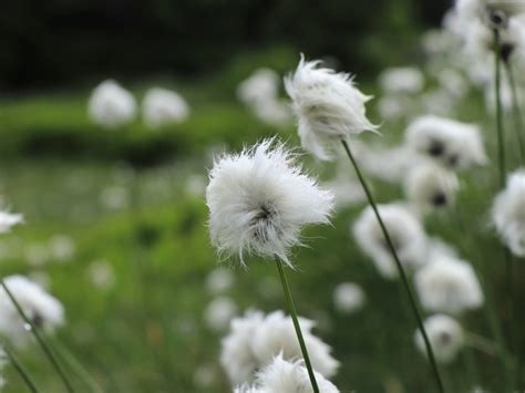 Eriophorum Cotton Grass Information About Common Cotton Grass
