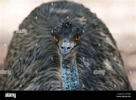 Close Up Portrait Of An Emu Dromaius Novaehollandiae Australias