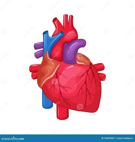 Human Heart Anatomy Stock Vector Illustration Of Background 72820305