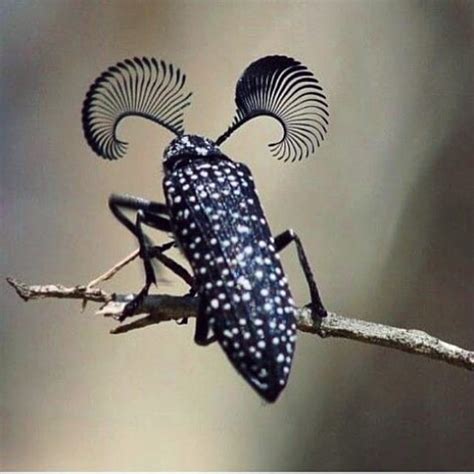 [Most Updated] 20+ Tips & Tricks Macro Photography Ideas ...