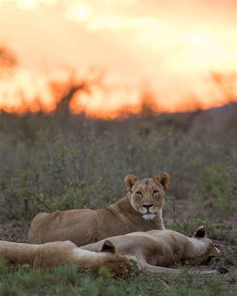 Lioness Sunset Madikwe Game Reserve South Africa Gerry Van Der