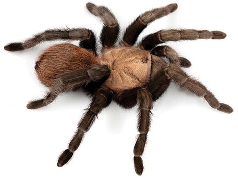 7 Oldest Spiders In The World