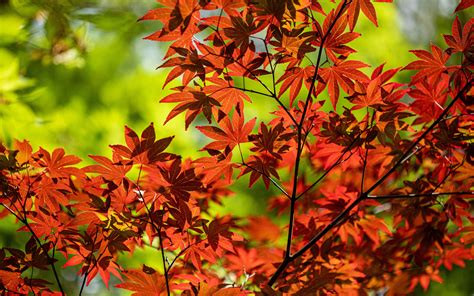 Download Wallpaper 3840x2400 Maple Branch Leaves Red Autumn 4k