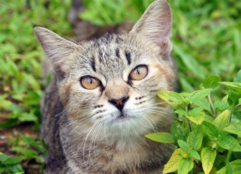 In other words, diabetic cats who initially need insulin injections may be able to be weaned off of them if they lose sufficient amounts of weight. Natural Ways to Manage Diabetes in Cats | petMD
