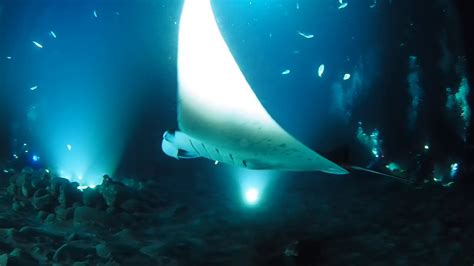 Manta Ray Night Dive Big Island Divers Kona Hawaii Youtube