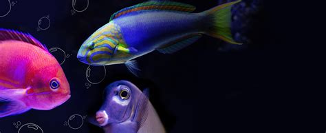 Voiceless | the animal protection institute