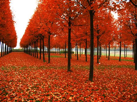 Wallpaper Sunlight Landscape Fall Nature Red Autumn Leaf