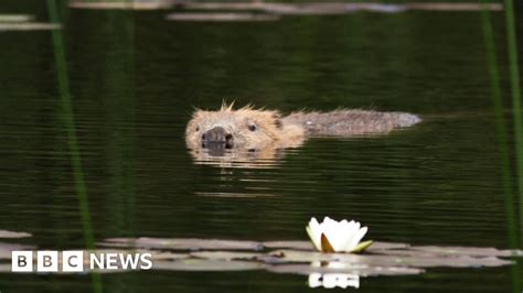 Beavers Given Protected Status In Scotland Bbc News