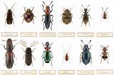 Images of Uk Household Pest Identification