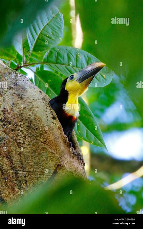 Chestnut Mandibled Toucans Ramphastos Swainsonii Babies Nesting In A