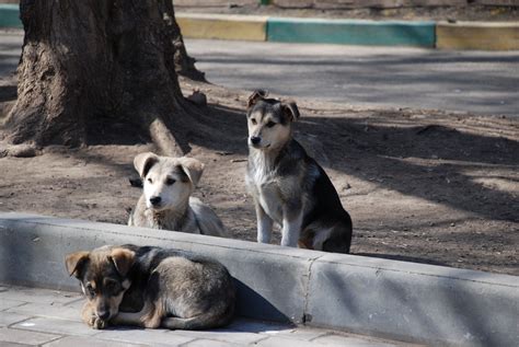 5 Easy Ways To Help Homeless Animals Vetdepot Blog
