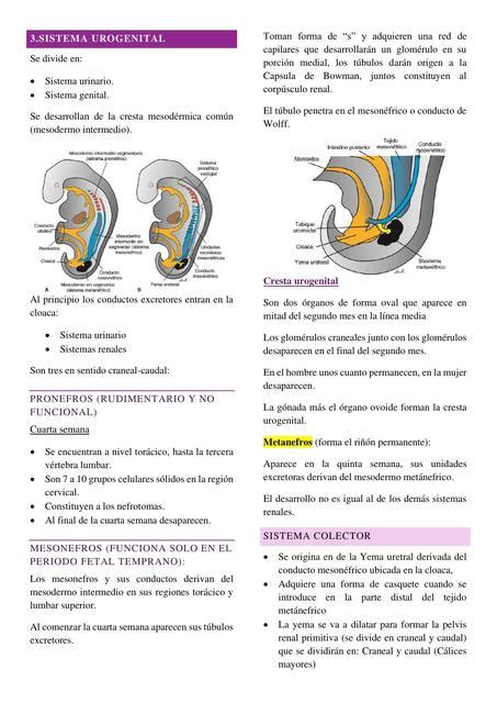 Desarrollo Del Sistema Urogenital Ana Bm Udocz