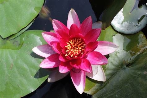 Red Water Lily Stock Photo Image Of Nature Natural 38463700