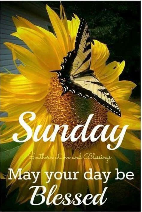 Pin By Patricia Hamm On Sunday Blessed Sunday Morning Blessed Sunday