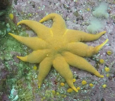Echinoderms Biodiversity Of The Central Coast