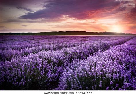 Blooming Lavender Field Under Red Colors Stock Photo Edit Now 446431585