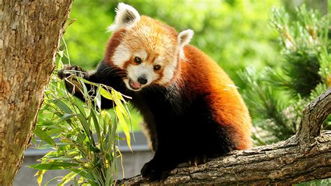 International Red Panda Day Seneca Park Zoo