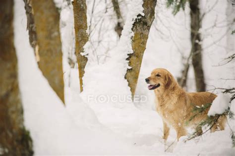 Golden Retriever Dog In A Snowy Woodland — Animal Themes Domestic Dog