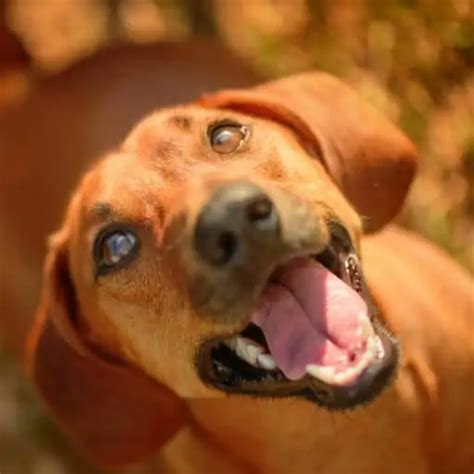 Are Dachshunds Prone To Developing Eye Problems Dachshund Central