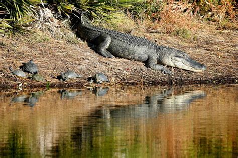 6 Foot Long Alligator Seized By New York State Is There One In Your