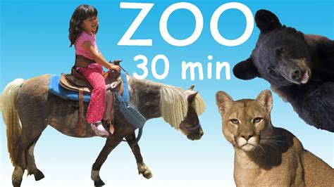 ZOO Petting ZOO Feeding Animals Learn Animals Names Long Video for Kids