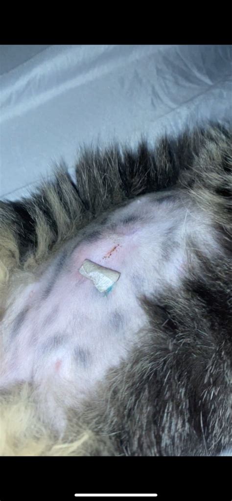 My Cat Has A Lump By Her Incision Todays The 5th Day Im Worried It