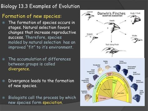 Ppt Biology 133 Examples Of Evolution Powerpoint Presentation Id