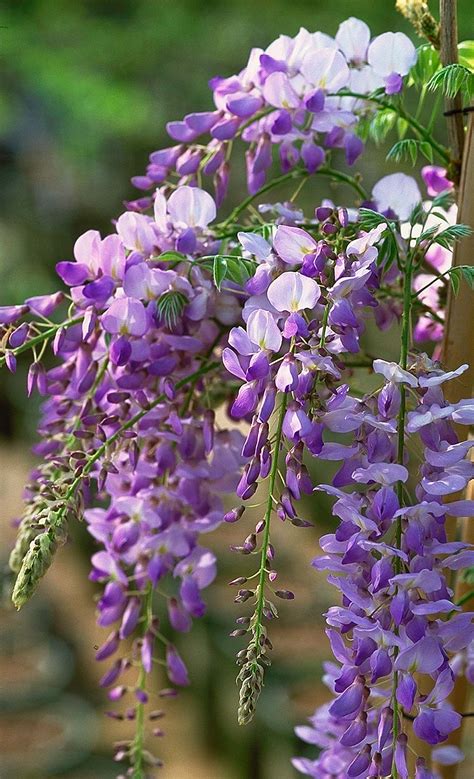 The wisteria is a member of the pea family, fabaceae (leguminosae). Texas Purple Japanese Wisteria | Siebenthaler's