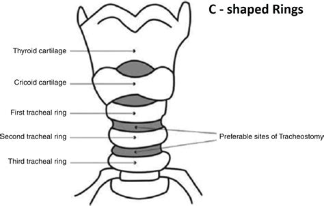 Why Are The Cartilage Rings In The Trachea C Shaped