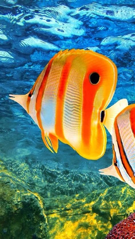 Outstanding 24 Beautiful And Colorful Fish 201711