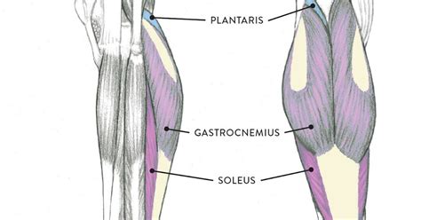A muscle strain is a stretch or tear of muscle fibers. Left Leg Ligaments : Knee Ligament Repair Johns Hopkins ...