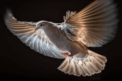 A White Dove Flying