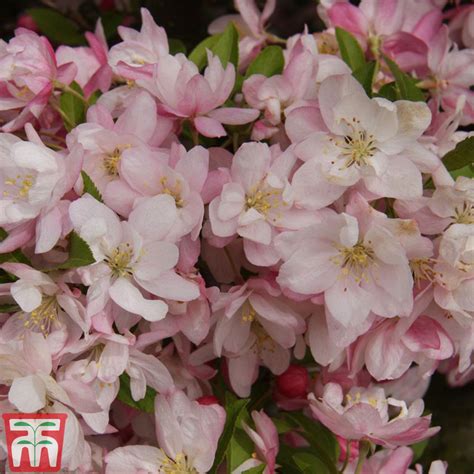 Malus Rudolph Crab Apple Rudolph In Gardentags Plant Encyclopedia