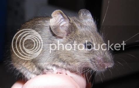 Notched Ears Pet Mice Forum