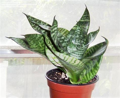 Many snake plant lovers allow their sansevieria to become root bound and do not transplant more often than once every two to five years. PlantFiles Pictures: Sansevieria, Snake Plant, Bird's Nest ...