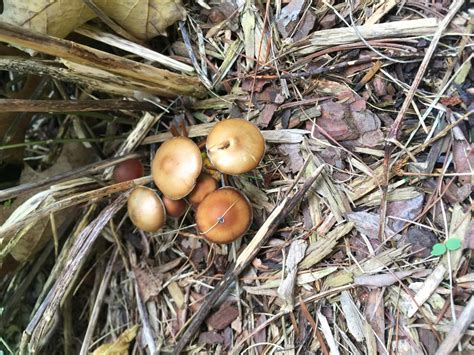 Michigan Psilocybin Mushrooms All Mushroom Info