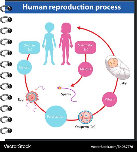 Human Reproduction One Shot Pre Board Revision Biology Class My Xxx