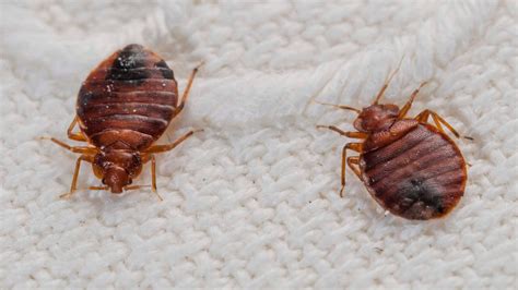 Why You Need A Professional Bed Bugs Removal Than Diy