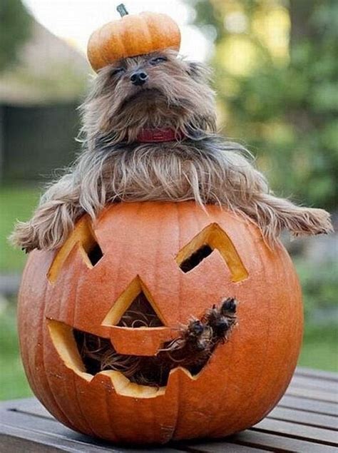 Cute And Funny Pictures Of Animals 75 Halloween Pictures 2