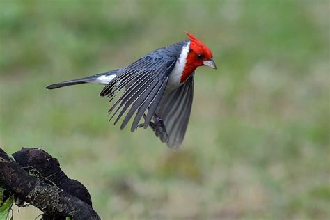 Red Crested Cardinal Full Hd Wallpaper And Background Image 2267x1511