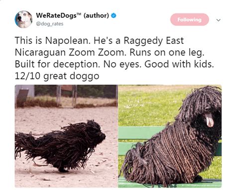 24 Hckin Funny Tweets From We Rate Dogs