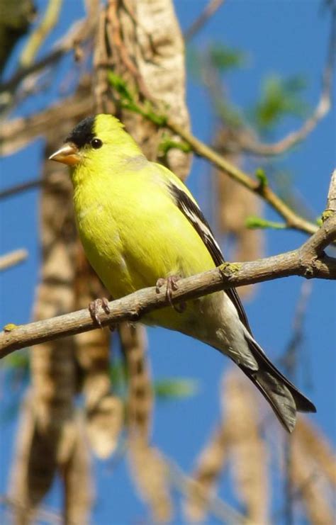 The calcariidae are a group of passerine birds that were traditionally grouped with the new world sparrows, but differ in a number of respects and are usually found in open grassy areas. SFV Backyard Bird Identification - San Fernando Valley ...