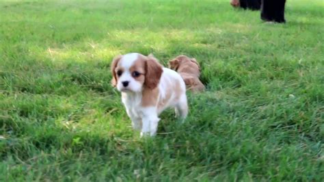 Don't miss what's happening in your name bert age dob gender male breed king charles cavalier w lbs dog friendly yes would prefer a ca buddy cat friendly yes kid friendly ye. Cavalier Puppies for Sale - YouTube