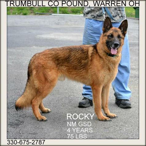 Adopt Rocky On Petfinder Dog Adoption German Shepherd Dogs Pet Adoption