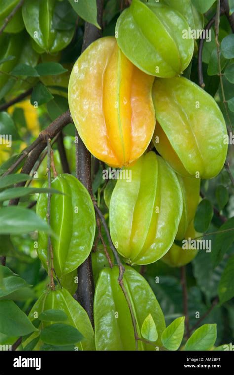 Starfruit Growing On Branch Stock Photo Alamy