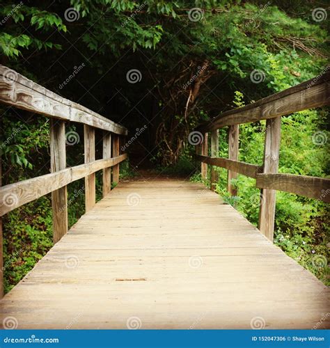 Wooden Bridge Leading Into The Forest Stock Photo Image Of Wooden