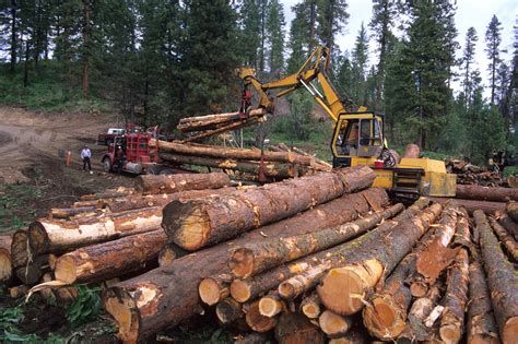 Timber Resources