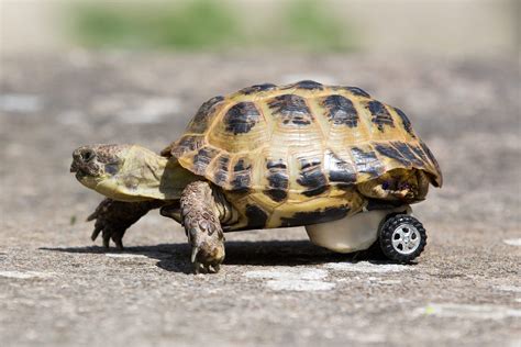 It is another piece of wisdom that comes from being a member of a species that is. Disabled pet tortoise gets wheels after his accident